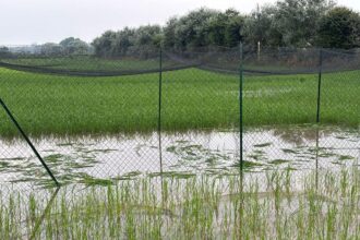 Vandals Destroyed Italy’s First Gene-Edited Crop, But There’s Good News