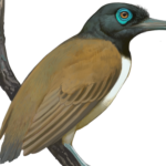 'Weird' prehistoric bird had a weaponized beak with teeth