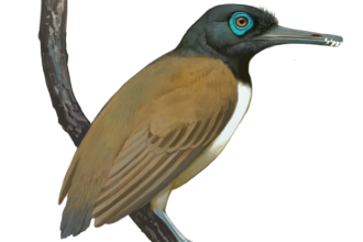 'Weird' prehistoric bird had a weaponized beak with teeth