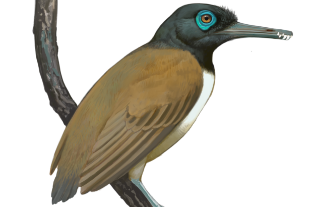 ‘Weird’ prehistoric bird had a weaponized beak with teeth