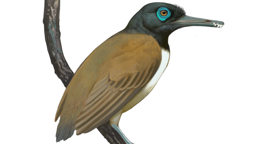 'Weird' prehistoric bird had a weaponized beak with teeth