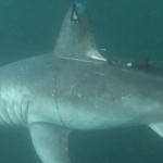 Who ate the pregnant porbeagle shark?