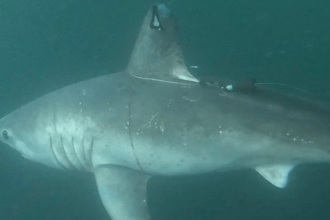 Who ate the pregnant porbeagle shark?