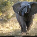 Zimbabwe To Cull 200 Elephants To Feed Its Citizens Amid Drought