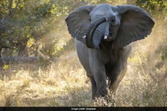 Zimbabwe To Cull 200 Elephants To Feed Its Citizens Amid Drought