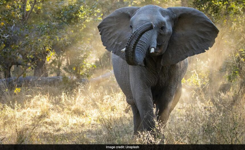 Zimbabwe To Cull 200 Elephants To Feed Its Citizens Amid Drought