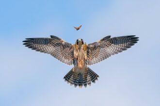 See Ten Striking Images From the Bird Photographer of the Year Awards