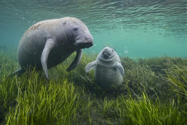 See 13 Captivating Images From the Wildlife Photographer of the Year Contest