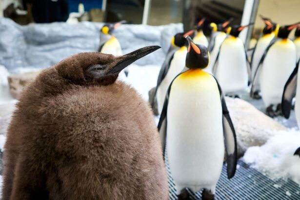 Meet Pesto, the Biggest Baby Penguin This Australian Aquarium Has Ever Seen