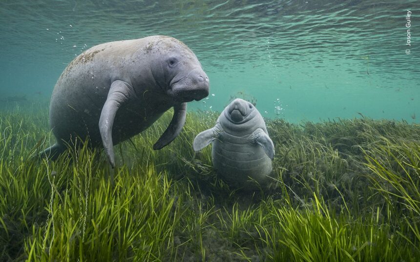 See 13 Captivating Images From the Wildlife Photographer of the Year Contest