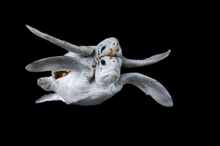 See 15 Stunning Images From the Ocean Photographer of the Year Awards