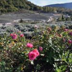 1.3 Lakh Lavender Plants Adorn "Starry Night" Themed Bosnian Park