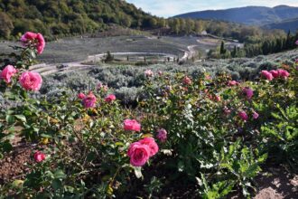 1.3 Lakh Lavender Plants Adorn "Starry Night" Themed Bosnian Park