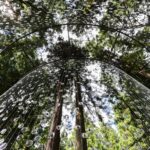 a view looking up at an installation of dangling rows of prescription lenses in a forest