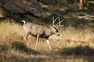 3 plead guilty in Colorado poaching case, face nearly $50,000 in fines