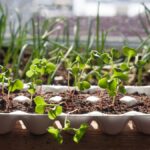 5 Ways to Start Your Indoor Gardening This Winter