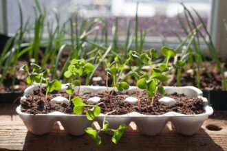 5 Ways to Start Your Indoor Gardening This Winter