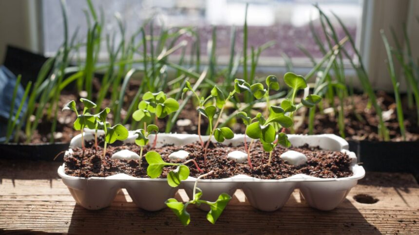 5 Ways to Start Your Indoor Gardening This Winter