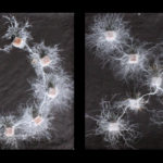 A simple experiment revealed the complex ‘thoughts’ of fungi