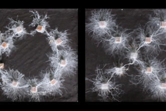 A simple experiment revealed the complex ‘thoughts’ of fungi