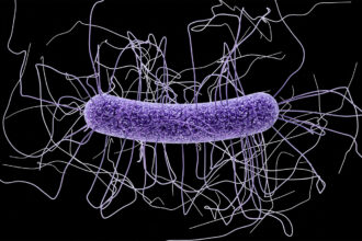 Clostridioides difficile illustration