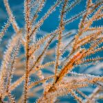 a small, fishlike marine animal camouflages against orange tendrils underwater