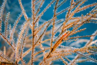 a small, fishlike marine animal camouflages against orange tendrils underwater