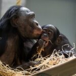 Bonobo extinction threat