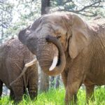 Colorado Court May Rule If Elephants' Rights Are Equal To Humans