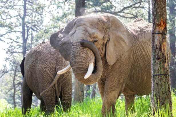 Colorado Court May Rule If Elephants’ Rights Are Equal To Humans