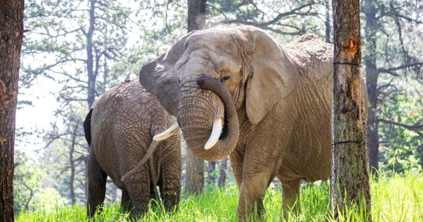 Colorado Court May Rule If Elephants' Rights Are Equal To Humans