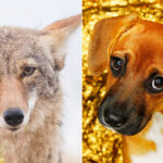 This pictuire shows two side-by-side face closeups of a coyote (left) and a beagle making big puppy eyes at the camera (right). Coyotes have muscles used to make those wistful heart-tugging looks, a new study finds.