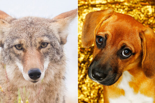 Coyotes have the face muscles for that ‘sad-puppy’ look