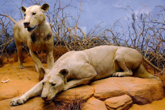 A museum diorama of two notorious 19th century lions. One is crouched in the foreground in what looks like a hunting pose while the second looks like it is running up to the scene.