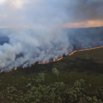 'Decades to recover' from wetland fire