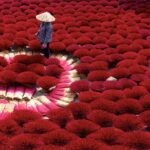 a panoramic photo of a figure wearing a wide-brimmed hat and walking among bouquets of red incense covering the ground