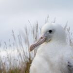 'Fantastic' breeding season for albatross