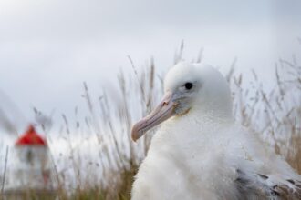 'Fantastic' breeding season for albatross