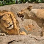 a lioness roars in the ear of a male lion