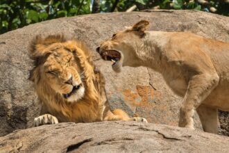 a lioness roars in the ear of a male lion