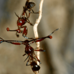 Flies with shorter eye-stalks act aggressively because females are less attracted to them