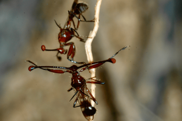 Flies with shorter eye-stalks act aggressively because females are less attracted to them