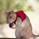 A rat wearing a red vest holds a small brown ball.