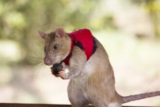 A rat wearing a red vest holds a small brown ball.