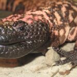 Gila monster spit inspired a new way to detect rare pancreatic tumors