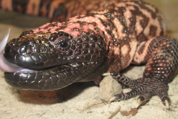 Gila monster spit inspired a new way to detect rare pancreatic tumors