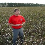 A farmer in a field of cotton after a storm