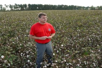 A farmer in a field of cotton after a storm