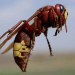 Macrophotograph of a huge Eastern hornet (orientalis Vespa) against a blue sky on a Sunny summer day