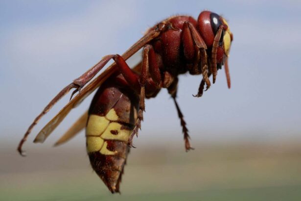 Hornets can hold their alcohol like no other animal on Earth